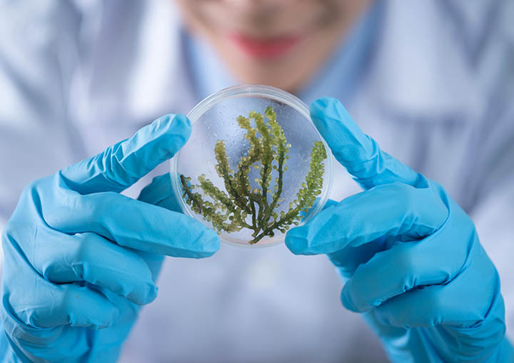 Applied-science-Curr-720-HHA